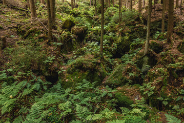 Obraz premium Moss on a rocks in Adrspach-Teplice Rocks national park near Teplice nad Metuji town in Czech Republic