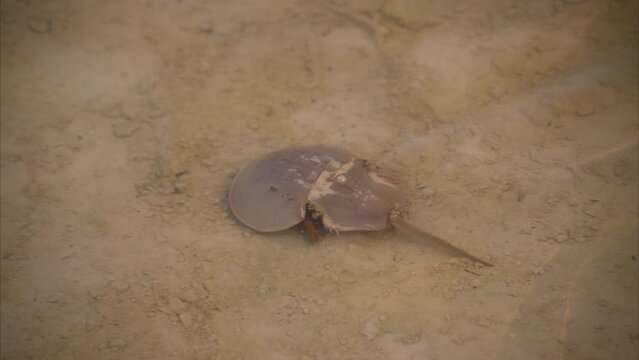 Large horseshoe crab walking freely in the wild at the shallow waters of a lagoon in Cancun Mexico. Conservation of the ecosystem concept. Biology