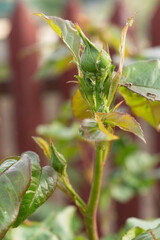Aphids and ants on young unblown rose buds. Diseases of roses. Green aphids, greenfly on the plant. Close up.