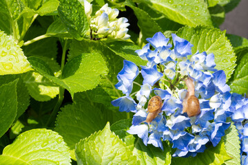 かたつむりとアジサイ　梅雨イメージ