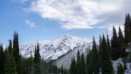 beautiful mountain gorge. forest in the mountains. green forest on the background of snowy mountain peaks