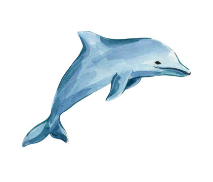 Watercolor illustration with blue dolphin. Isolated dolphin on a white background. Sea inhabitants