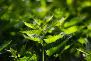 .Nettle blooming in the garden in the sunshine.