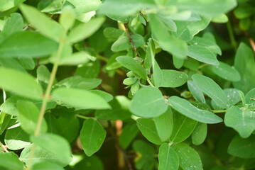Kamchatka berry growing in the garden in spring with green berries.