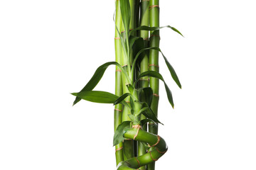 Fototapeta na wymiar PNG, Concept of plant - bamboo, isolated on white background