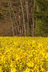 canola against the background of trees - vertical wallpaper