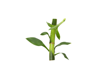 PNG, Concept of plant - bamboo, isolated on white background
