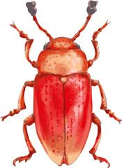 Fungal beetle. Orange insect with a glossy surface. Oval body, long antennae. Hand drawn illustration.