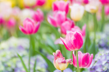 Obraz na płótnie Canvas Pink tulip flower in garden