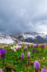 spring in the mountains at Plätzwiese high plateau (Italian Alps)