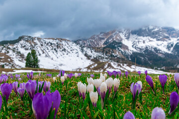 spring in the mountains at Plätzwiese high plateau (Italian Alps)