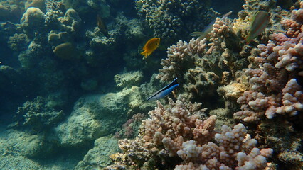 Naklejka na ściany i meble Cleaner wrasse or bluestreak cleaner wrasse (Labroides dimidiatus) undersea, Red Sea, Egypt, Sharm El Sheikh, Nabq Bay