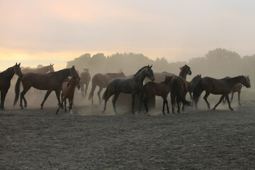 A herd of horses in a field in the dust at sunset