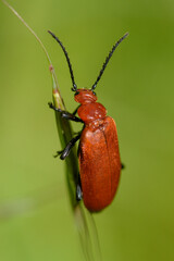 cardinal à tête rouge sur un brin d'herbe