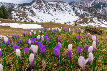 spring in the mountains at Plätzwiese high plateau (Italian Alps)