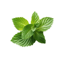 fresh mint leaves green herbs ingredient for drinks  isolated on white background generated by AI