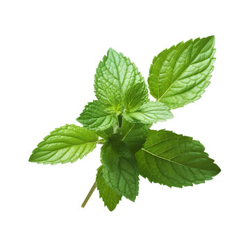 fresh close up green mint leaves isolated on white background generated by AI