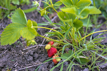 Fresh organic strawberries grow in the garden in spring
