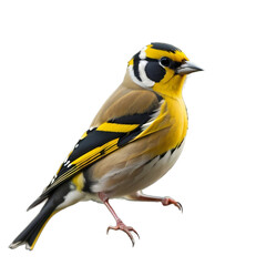 Obraz premium European goldfinch, Goldfinch bird, isolated, transparent background, no background. PNG. Generative AI.