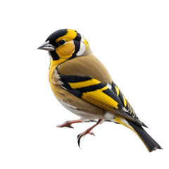 Fototapeta premium European goldfinch, Goldfinch bird, isolated, transparent background, no background. PNG. Generative AI.