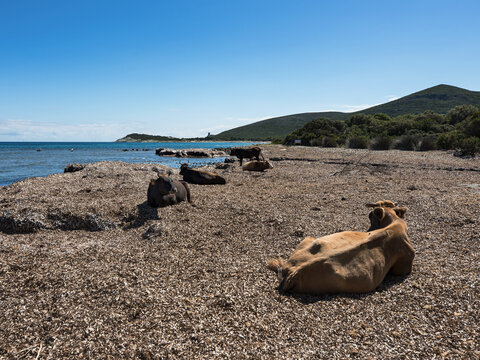 Lazy cows sunbathing and watching the transparent water on the beach at the Cap Corse (Cape Corsica) near Rogliano village. France 2023