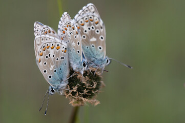 Polyommatus bellargus - Lysandra bellargus - Adonis Blue - Azuré bleu-céleste