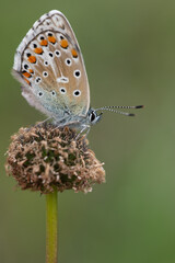 Obraz premium Polyommatus bellargus - Lysandra bellargus - Adonis Blue - Azuré bleu-céleste