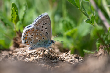 Polyommatus bellargus - Lysandra bellargus - Adonis Blue - Azuré bleu-céleste