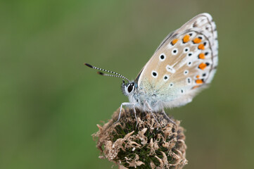 Polyommatus bellargus - Lysandra bellargus - Adonis Blue - Azuré bleu-céleste © Thomas