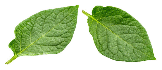 Two green potato leaves. Isolated on white background.