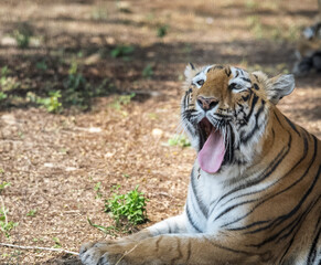 shot of an Indian tiger at a zoo