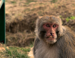a shot of a monkey with a damaged face