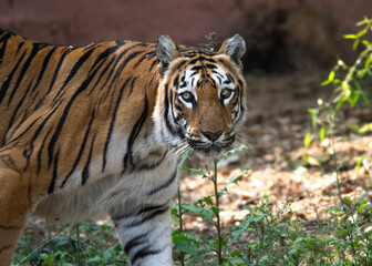 shot of an Indian tiger at a zoo