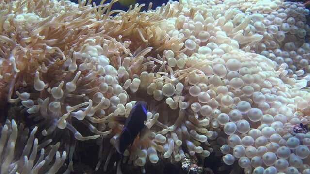 Video of Maroon clownfish swimming in a bubble-tip anemones swaying in the water flow