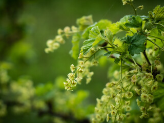 Flowering shrub, tree with green flowers. Spring, bunch of currant bush flower. Close-up of flowers and blurred background.