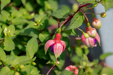 Selective focus of flower bud Fuchsia magellanica in the garden, Hummingbird fuchsia or hardy fuchsia is a species of flowering plant in the family Evening Primrose family, Nature floral background.