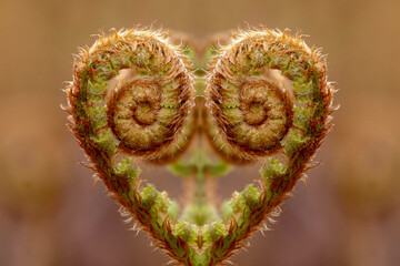 Selective focus young new leaves and curl, roll or fold in heart shaped, Dryopteris filix-mas is a...