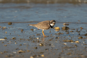 Shorebird on coastal wetlands