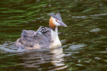 Great crested grebe (Podiceps cristatus) mother with chicks on her back, the Netherlands.