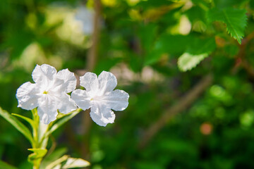 two white flowers in soft sunlight with blurred green leaf background.