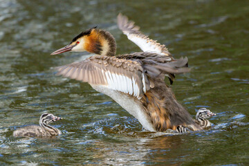 Great crested grebe (Podiceps cristatus) mother pushing chicks from her back, the Netherlands.