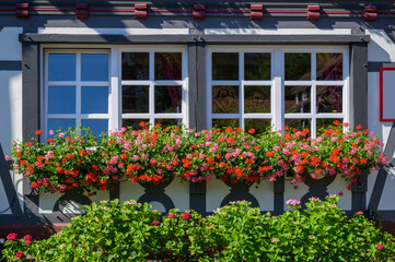 Window front with geraniums, Black forest, Germany