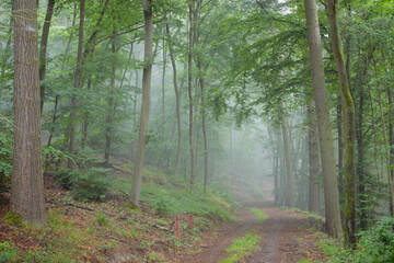 Forest road through misty forest, Black forest, Germany.