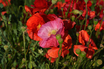 Flowers at the Biblioteca degli Alberi, Milan, Italy