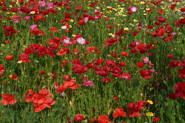 Fototapeta premium Flowers at the Biblioteca degli Alberi, Milan, Italy