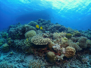 Diving boat and coral reef in Kerama