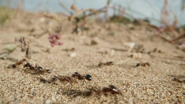 Ant vans transport their loot - flowers and sticks - to provide for their colony for a long time.