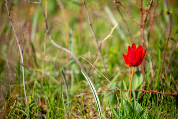 Wild Red Book tulips Kaufman in the fields of Kazakhstan. Spring flowers under the rays of sunlight. Beautiful landscape of nature. Hi spring. Beautiful flowers on a green meadow.