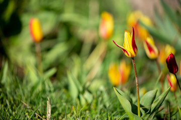 Wild Red Book tulips Kaufman in the fields of Kazakhstan. Spring flowers under the rays of sunlight. Beautiful landscape of nature. Hi spring. Beautiful flowers on a green meadow.