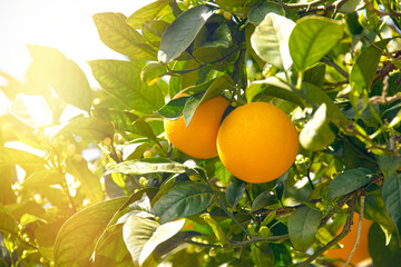 Fresh oranges harvesting, citrus tree in a sunlight